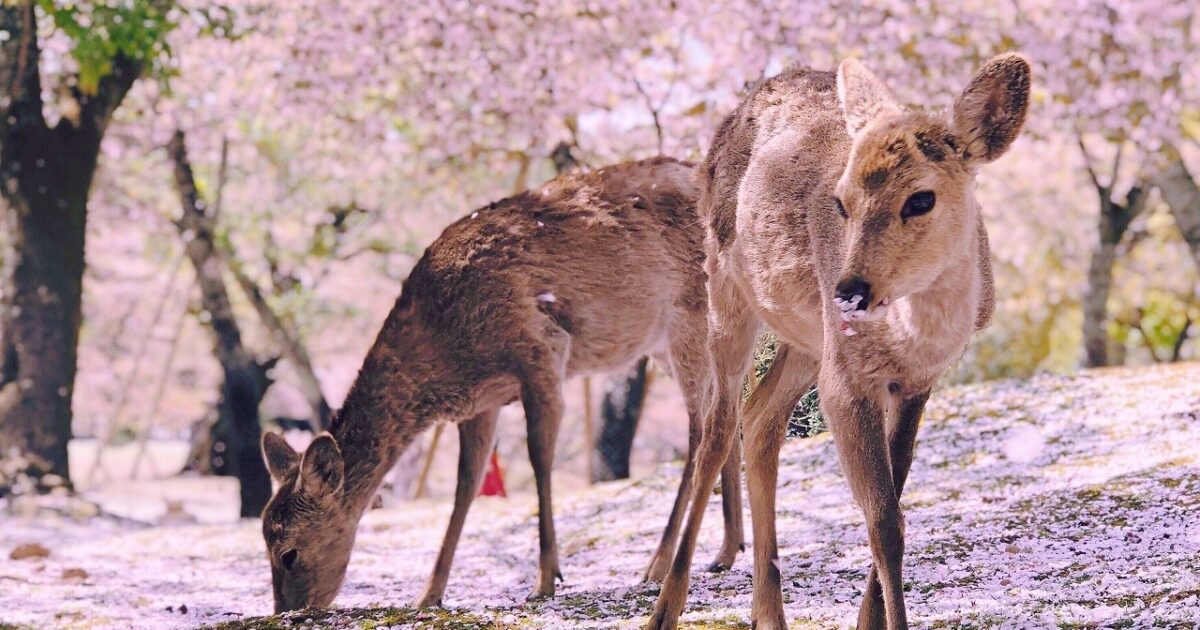 お知らせ この春は ゆったりお花見 桜旅 いよいよスタート 公式 Nipponia Hotel 奈良 ならまち 元酒蔵で日本酒を愉しむ宿