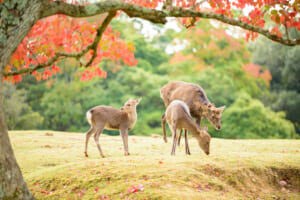 Discover Nara